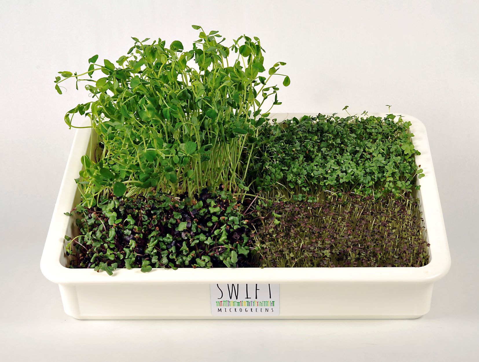 Swift Microgreen